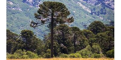 Pehuen sala cuna JUNJI Maipú