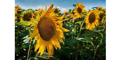 Pequeños Girasoles sala cuna JUNJI Pelarco