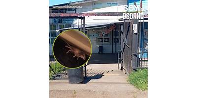 Pequeños Soñadores