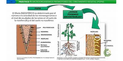 Raices