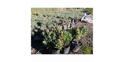 Rayito de Sol sala cuna JUNJI La Pintana