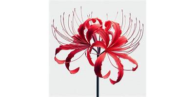 Roja Flor sala cuna Fundación Integra Río Bueno