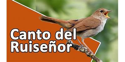 Ruiseñor