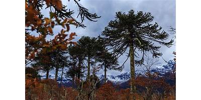 Salas cuna en La Araucanía