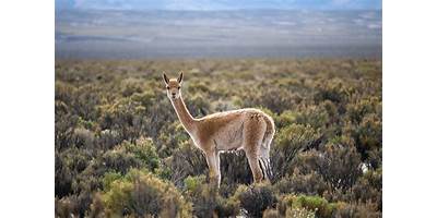 Salas cuna en Vicuña