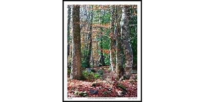 S.C. el Bosque