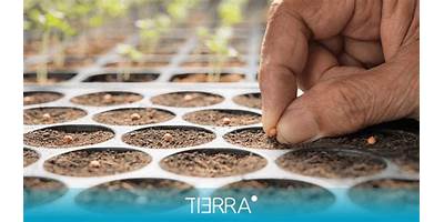 Semillas de Tierra