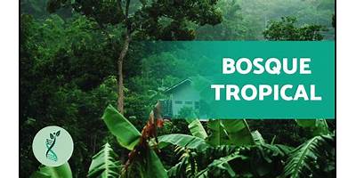 Semillas del Bosque