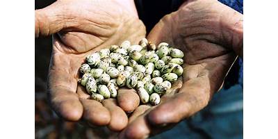 Semillas del Canelo sala cuna JUNJI La Unión