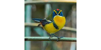 Siete Colores