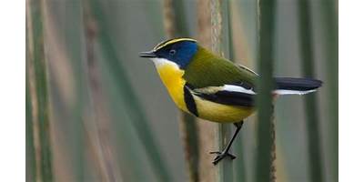 Siete Colores