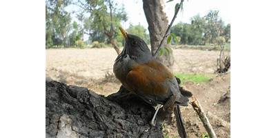 Zorzalito sala cuna JUNJI Tierra Amarilla